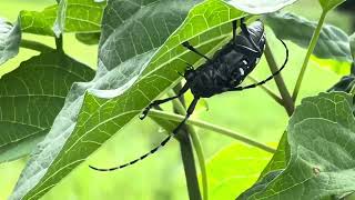 寝起きのゴマダラカミキリ 20240624 LonghornBeetle [upl. by Lledraw]