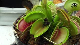 Dionaea muscipula  Planta carnívora [upl. by Demahom]