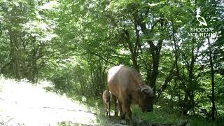 New baby bison in Rhodope Mountains Rewilding landscape [upl. by Aredna]