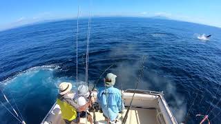 Bermagui Black Marlin Fishing  Head Hunter Charters  nice 100kg plus black marlin  FULL FIGHT [upl. by Ahron]