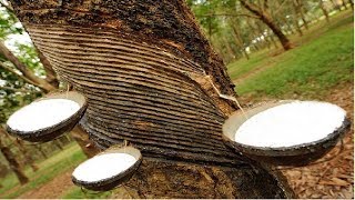 Amazing Asia Natural Rubber Farm  Rubber Harvesting and Processing [upl. by Ahsinac]