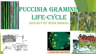 Puccinia Lifecycle l Puccinia graminis l Botany l Biology By Neha Binwal l MSc l BSc l UPSCBotany [upl. by Jdavie]