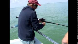 essex sea fishing smoothhounds [upl. by Boony]