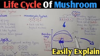 Life Cycle Of Mushroom Agaricus Or Basidiomycota In Urdu Hindi [upl. by Gies435]