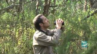 Helmeted Honeyeaters road to recovery [upl. by Given746]