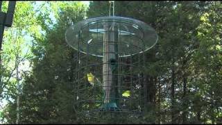 Droll Yankees  Sunflower Domed Cage Feeder [upl. by Joashus541]