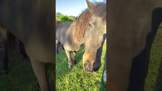 Icelandic Waiting For Mom  🇮🇸 🐴 iceland horses [upl. by Philender651]