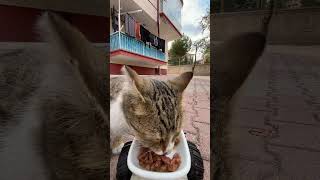 cat feeding at rc car  Cat 117 catfeeding automaticcatfeeder cute cat [upl. by Attenad]