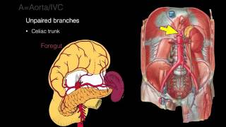 Retroperitoneal space and Retroperitoneal organs [upl. by Nivlek]