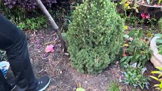 Last Evergreens Planting Before Frost Emerald Green Arborvitae and Alberta Spruce [upl. by Yenaj]