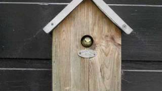 Several birds leaving nest for first time Parus caeruleus  Pimpelmees  Blue Tit [upl. by Ainecey]