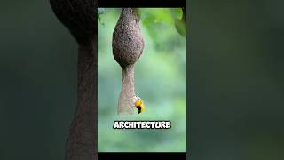 An INCREDIBLE ARCHITECT  Baya Weaver 😍 [upl. by Notnarb]