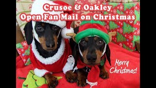 Crusoe amp Oakley Live Steaming Opening Fan Gifts on Christmas [upl. by Briny]