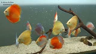 breeding size discus fish for sale [upl. by Wilkison26]