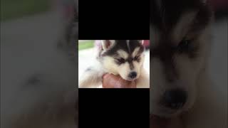 Pooptorial 💩 😂 husky huskylife dogs puppy puppylove viral arcanaphlkennel [upl. by Kadner657]