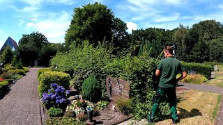 Pruning an OVERGROWN Beech hedge in a CEMETERY [upl. by Heymann65]