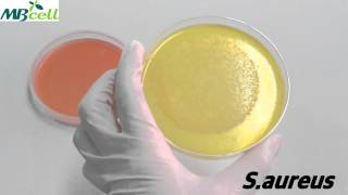 Mannitol Salt Agar [upl. by Nebur]