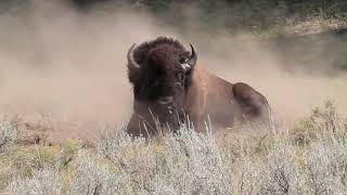 Bison Charge Along Road amp A Bull Fight Yellowstone Adventures [upl. by Nylaf463]