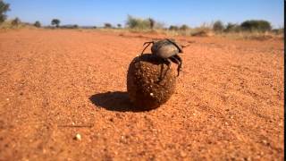 Dung beetle in action [upl. by Rammus]