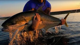 Chasing BIG Kingfish from shore in Australia [upl. by Engis]