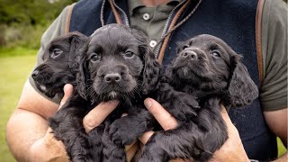 How to choose a puppy  Schöffel Country visits Beggarbush Gundogs [upl. by Notlrak]