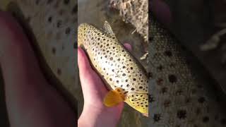 Wild Brown trout deserve to live another day [upl. by Aitsirt140]