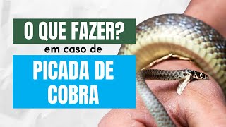 O que fazer  Picada de Cobra ou Outros Animais Venenosos [upl. by Amata]