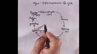 Diplohaplontic life cycle in algae diagram with important points [upl. by Winstonn196]