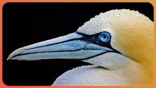 The Gannet Britain’s Biggest Seabird  Gannets  Real Wild [upl. by Bowen]