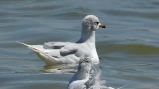 Gaivotadecabeçapreta  Mediterranean Gull Ichthyaetus melanocephalus  Ilha de Faro [upl. by Chamberlin]