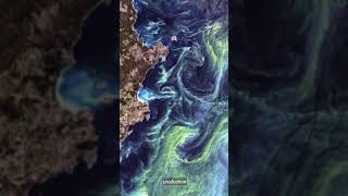 Half of Earths Oxygen from Oceanic Phytoplankton 🌊🌿 youtubeshorts earth oxygen [upl. by Rebekkah]