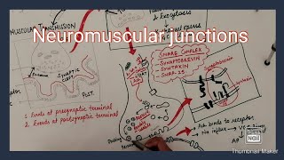 Neuromuscular junctions [upl. by Immaj]