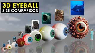 Eyeballs 3D Size Comparison [upl. by Pitchford]