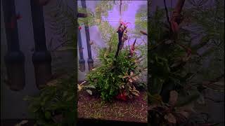 Аквариум Dennerle NanoCube 30 медленный травник aquascape aquabiosistem plantedtank aquarium [upl. by Ericksen]