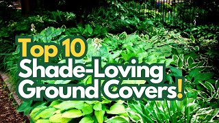 Top 10 Ground Cover Plants for Shade [upl. by Ludmilla]