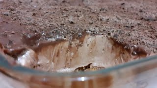 Rectte Mousse au chocolats en 3 couches facile et rapide 🍫🍫موس الشكولاطة [upl. by Bigelow]