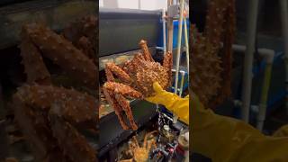 Buying Live Alaskan King Crab [upl. by Edals12]