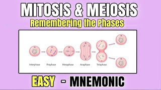 Mitosis amp Meiosis  EASY Mnemonic to Memorize the Phases of Cell Division  Cell Cycle  Biology [upl. by Anatniuq]