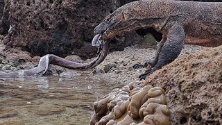 komodo dragon eats eel or its scientific name is Electrophorus electricus [upl. by Yoho]