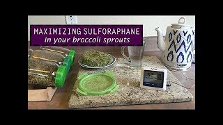 How To Increase Sulforaphane in Broccoli Sprouts by 35fold [upl. by Rodrick]