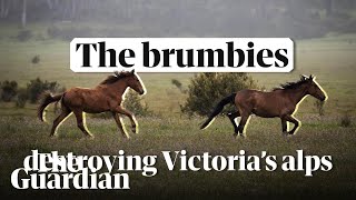 Trampling Victorias Alps how brumbies are destroying the native habitat [upl. by Ellenehs111]