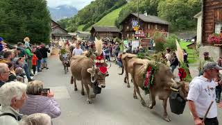 Cow 🐄 Parade in Elm Switzerland🇨🇭 Swiss Alps Alpaufzug [upl. by Weywadt]