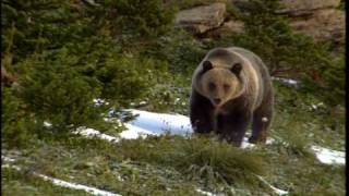 Grizzly Bear  National Park Animals for Kids [upl. by Krisha]