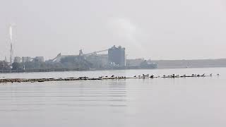 91924 the Alpena coming into Alpena michigan on a hazy sunny morning going to the holcim dock [upl. by Carilyn]