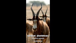 Blesbok  One Minute Wildlife Documentary shorts wildlife animals africa [upl. by Damal]