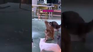 Gato jefe de manada impone respeto a sus otros gatos [upl. by Paulo809]