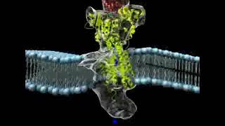 Sodium Potassium Pump  Active Transport [upl. by Suirauqed]