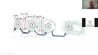 Tibbi biologiya və genetika Oogenez 2 hissə [upl. by Quincy]