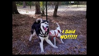 Malamute Gets Too Friendly [upl. by Vivie]