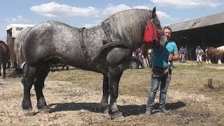 Cei mai puternici cai din Romania 2016 [upl. by Gayle729]